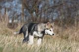 ALASKAN MALAMUTE 856